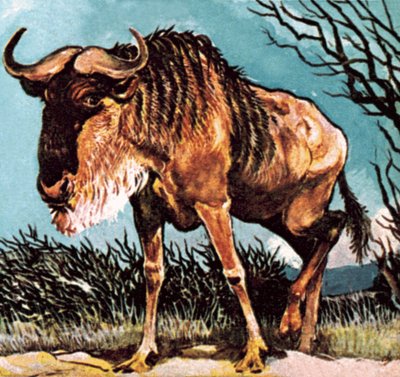 Gnu or wilderbeast by English School